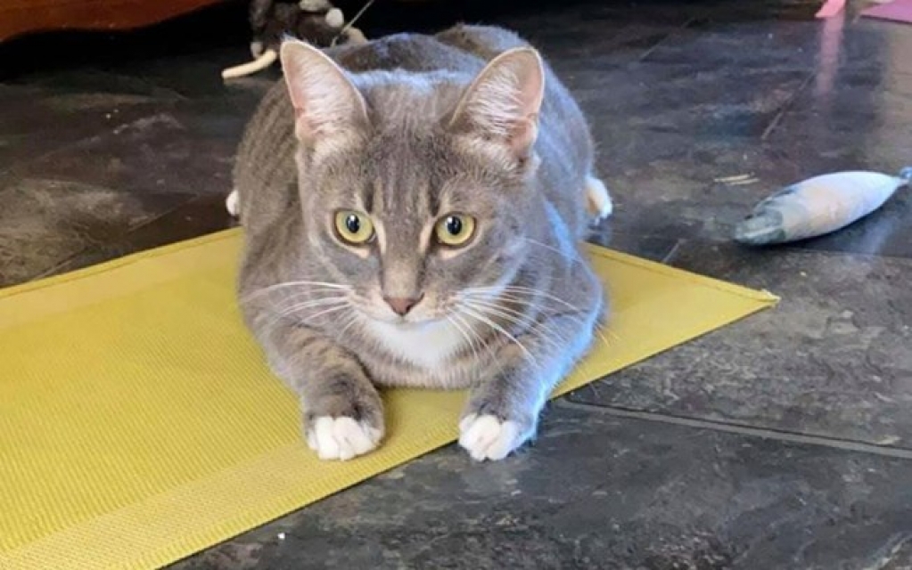 Gata destrói papel higiênico sempre que a porta do banheiro está aberta