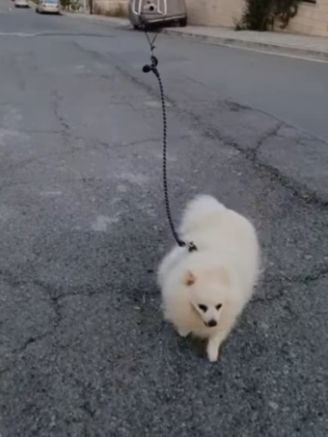 Jovem em quarentena usa drone para levar cachorro para passear