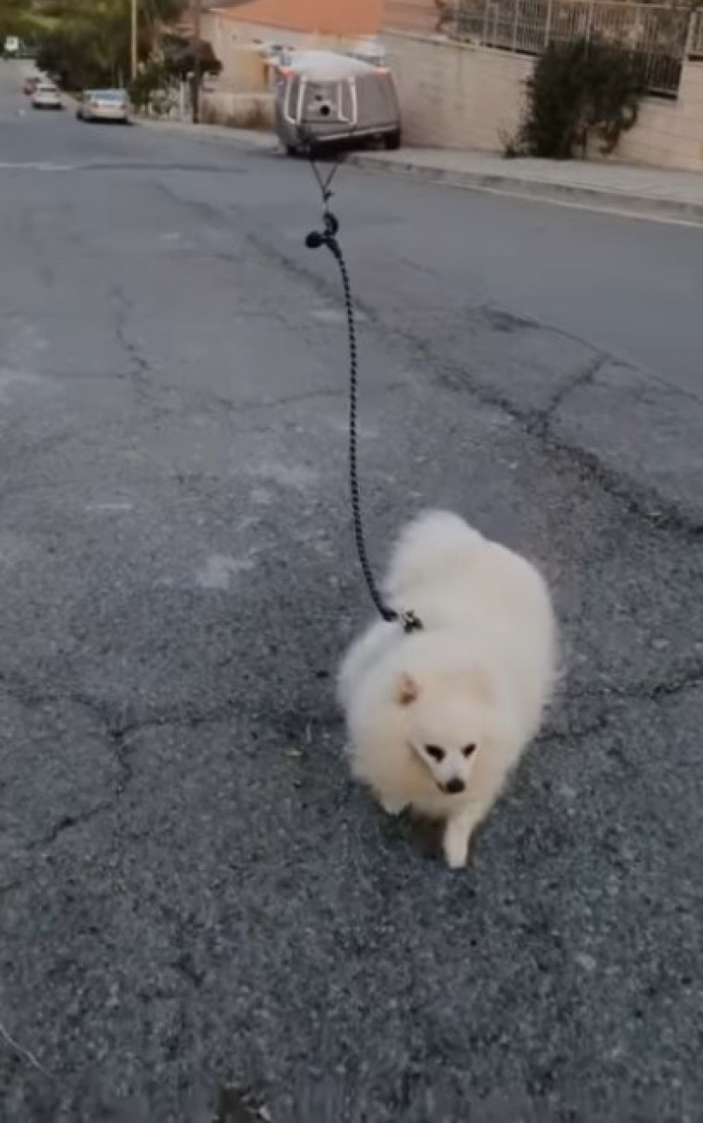 Jovem em quarentena usa drone para levar cachorro para passear