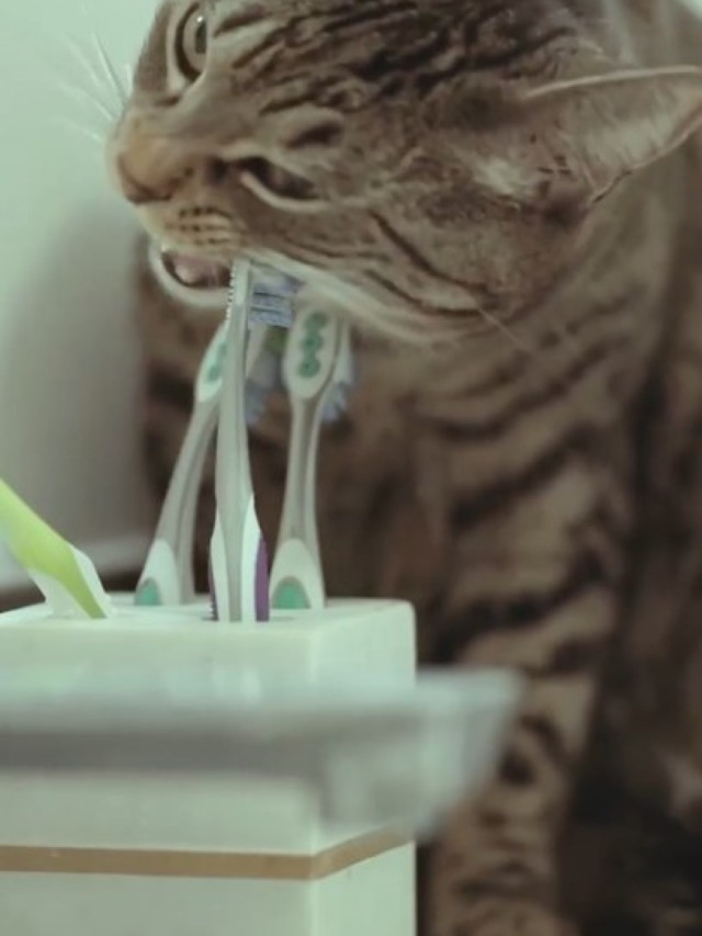 Gato aprende a "escovar os dentes" como sua dona; veja vídeo