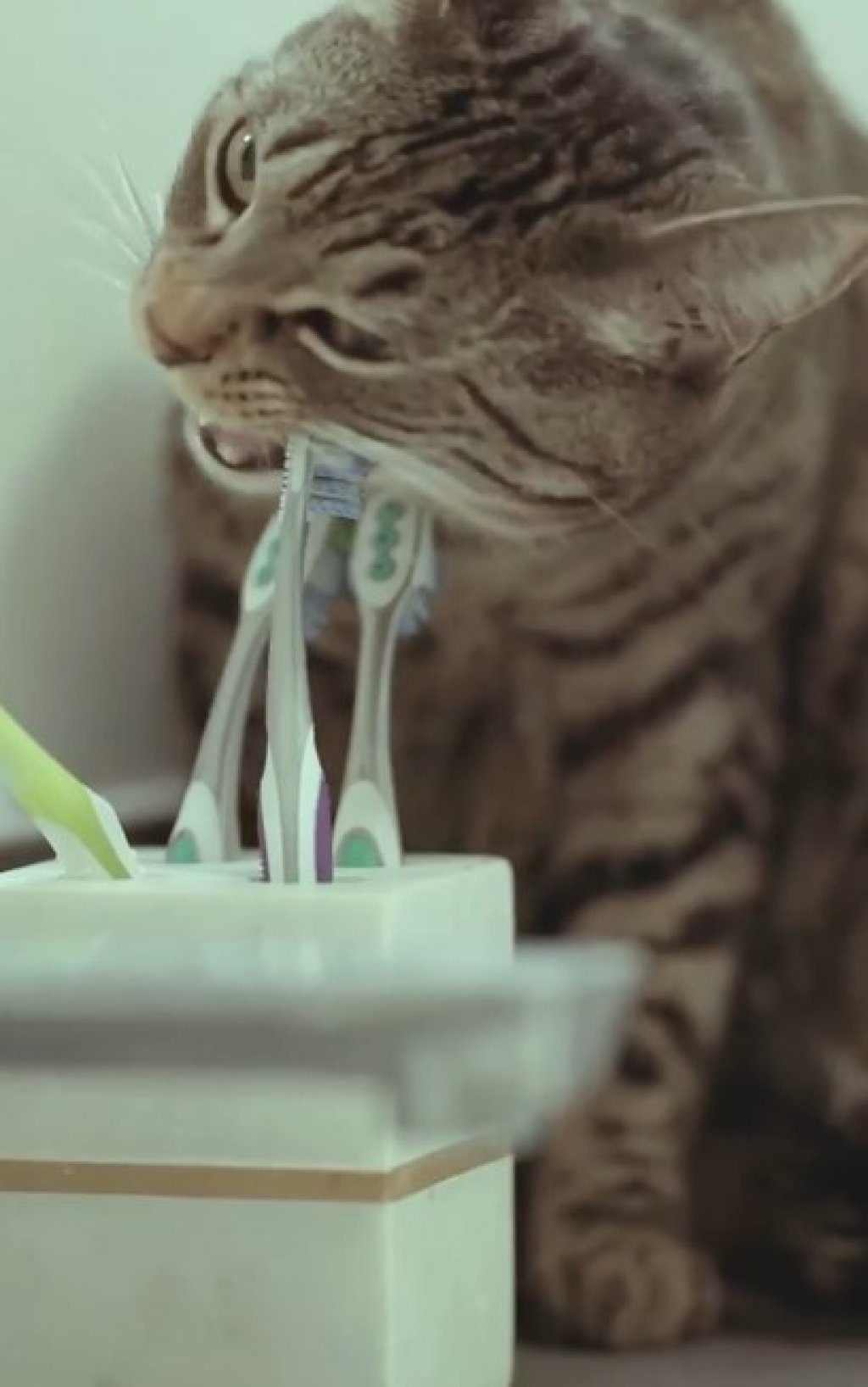 Gato aprende a "escovar os dentes" como sua dona; veja vídeo