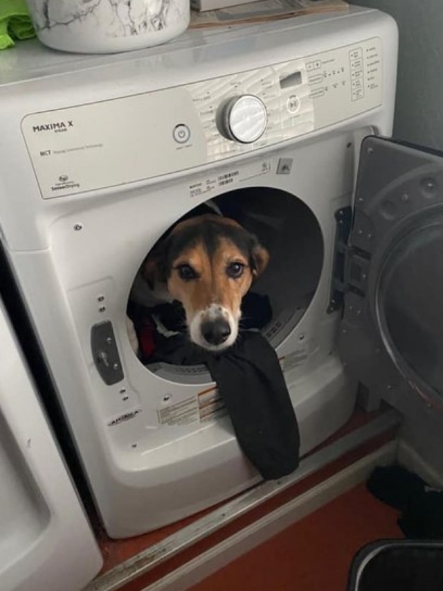 Mulher recebe foto de cãozinho por engano, mas foi a melhor coisa que aconteceu