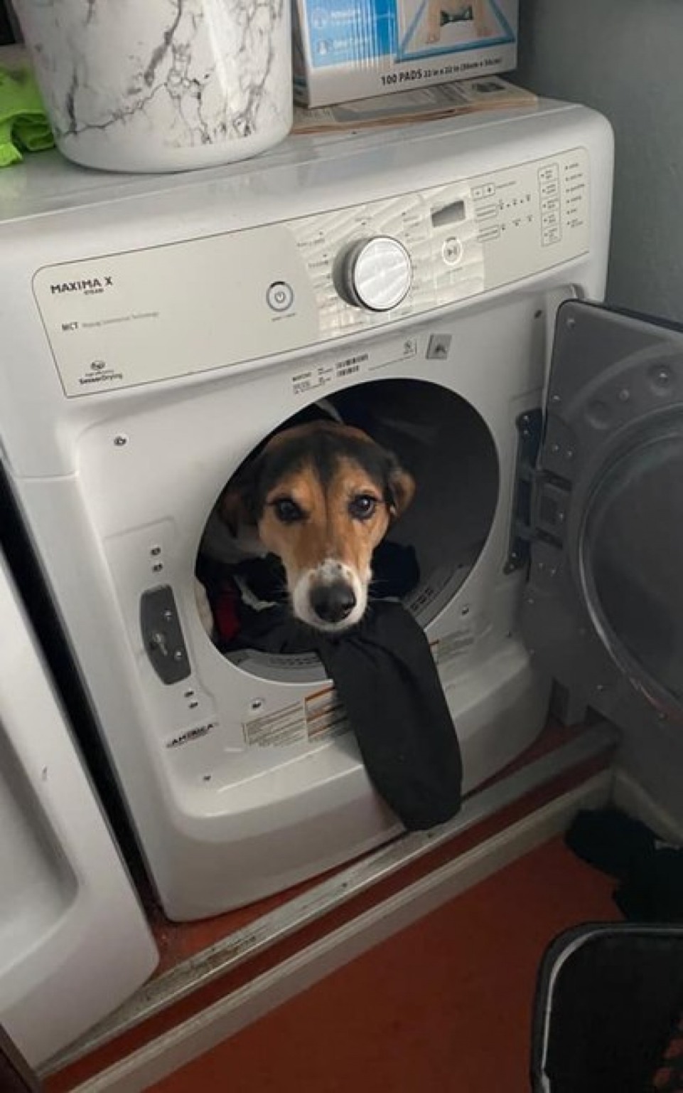 Mulher recebe foto de cãozinho por engano, mas foi a melhor coisa que aconteceu Mulher recebe foto de cãozinho por engano, mas foi a melhor coisa que aconteceu