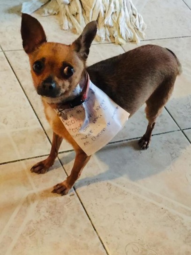 De quarentena, homem manda cão comprar pacote de salgadinho; veja fotos
