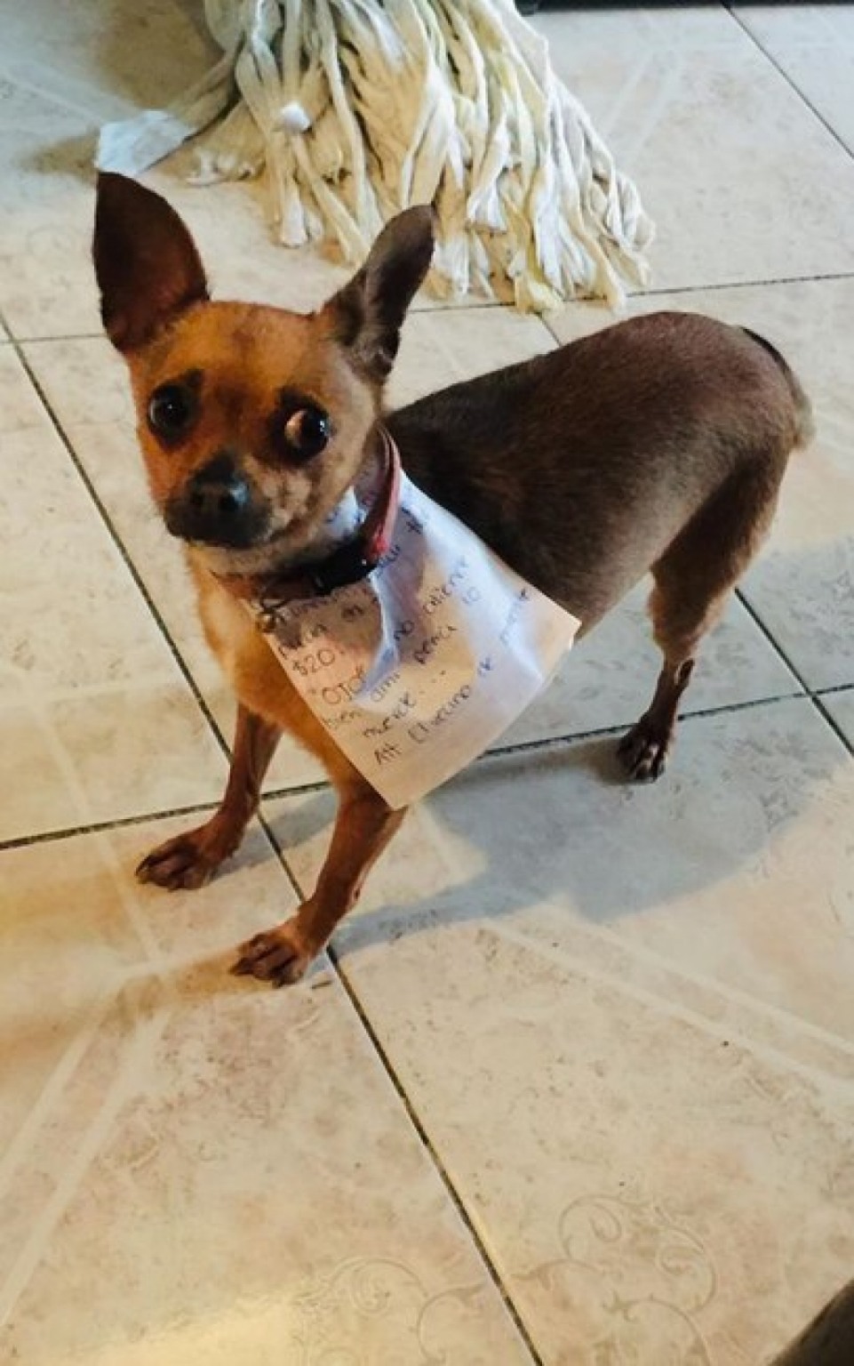 De quarentena, homem manda cão comprar pacote de salgadinho; veja fotos De quarentena, homem manda cão comprar pacote de salgadinho; veja fotos