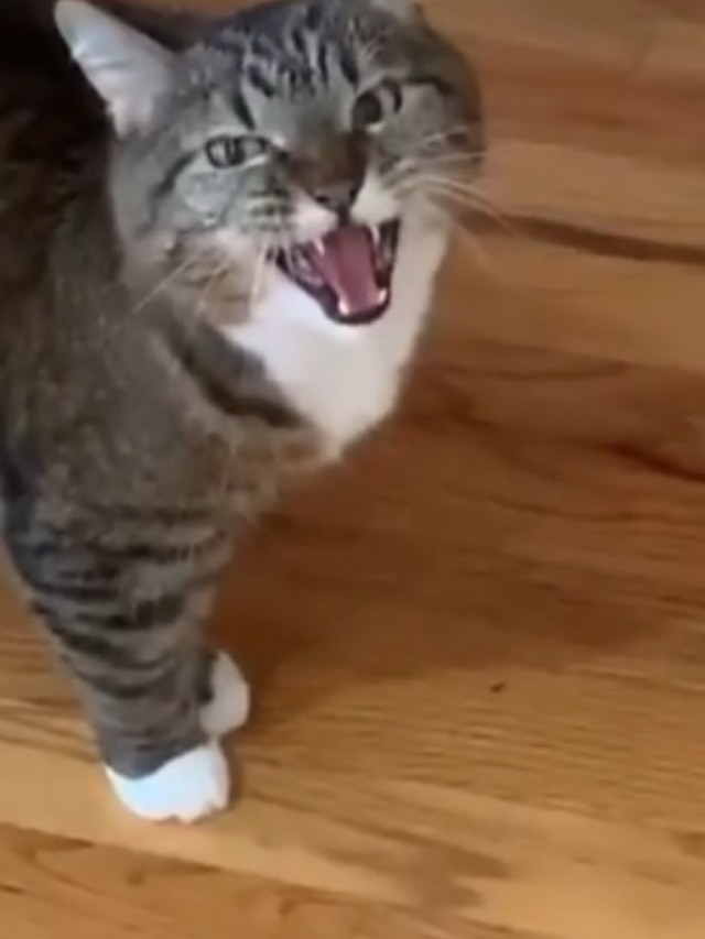 Gata se mostra irritada com os donos em casa durante quarentena; veja vídeo