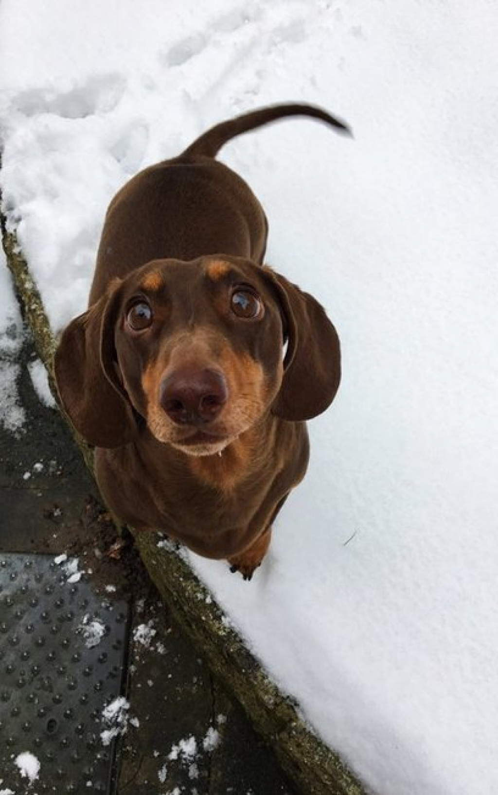 Cão machuca o rabo após tanto abaná-lo de felicidade por ter os donos em casa