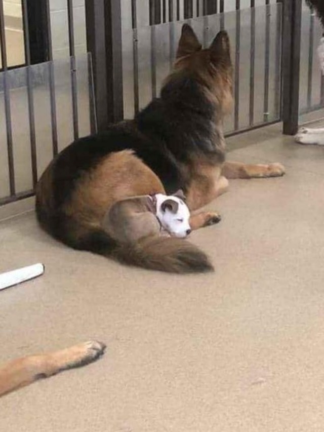 Cadela escolhe os cães "mais macios" para dormir em cima na creche
