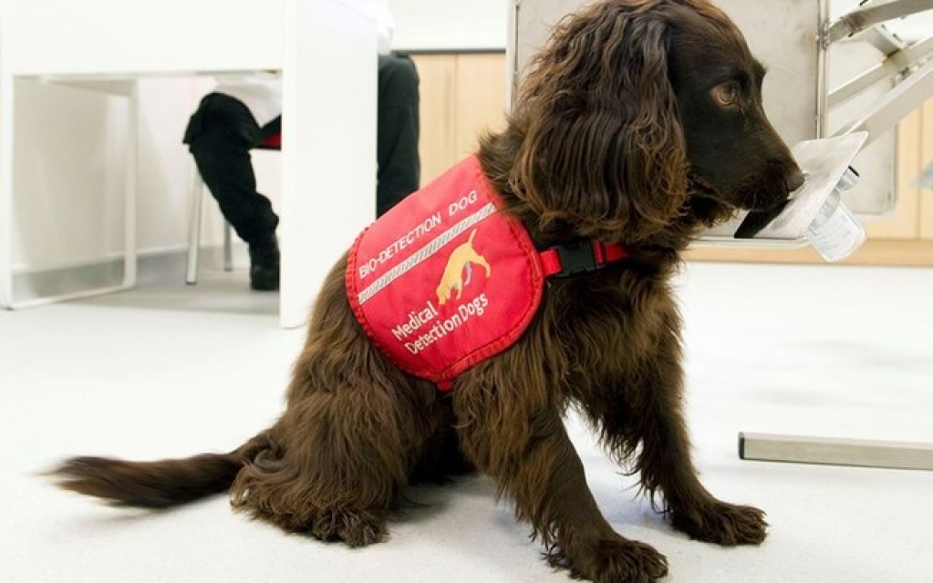 Cães farejadores serão treinados para detectar pessoas com Covid-19