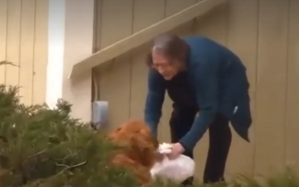 Cachorro entrega compras para vizinha idosa na quarentena