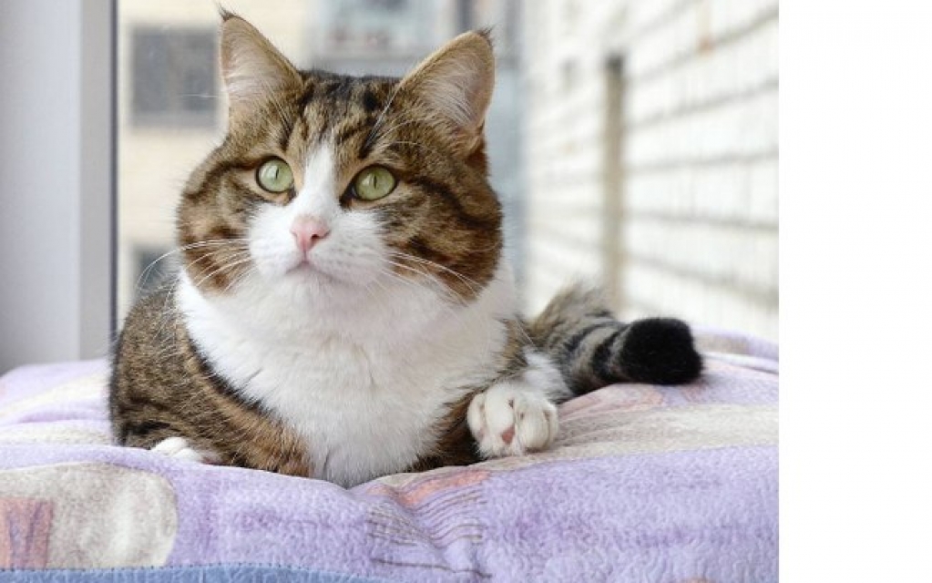 Vídeos de gatinhos têm efeitos positivos no cérebro humano, diz pesquisa