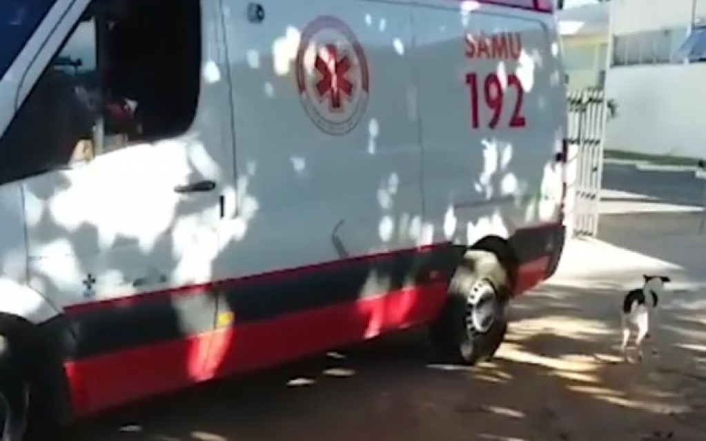 Cão segue ambulância que transportava sua tutora por mais de 4 quilômetros