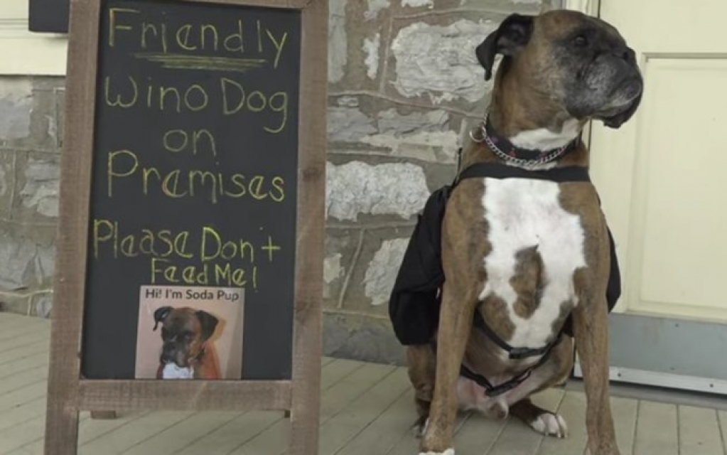 Delivery pet! Conheça Soda, o cão que entrega vinhos durante a quarentena