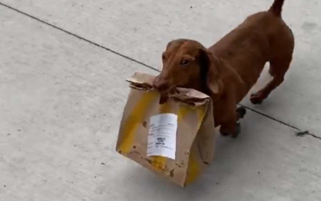 Cão é flagrado buscando comida para a dona durante isolamento social