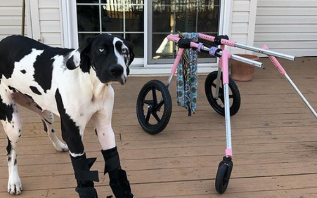 Cadela que ficou tetraplégica se recupera e volta a andar