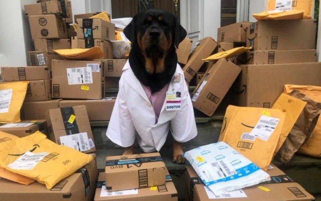 Conheça Loki, cão que está entregando kits para ajudar médicos durante Covid-19