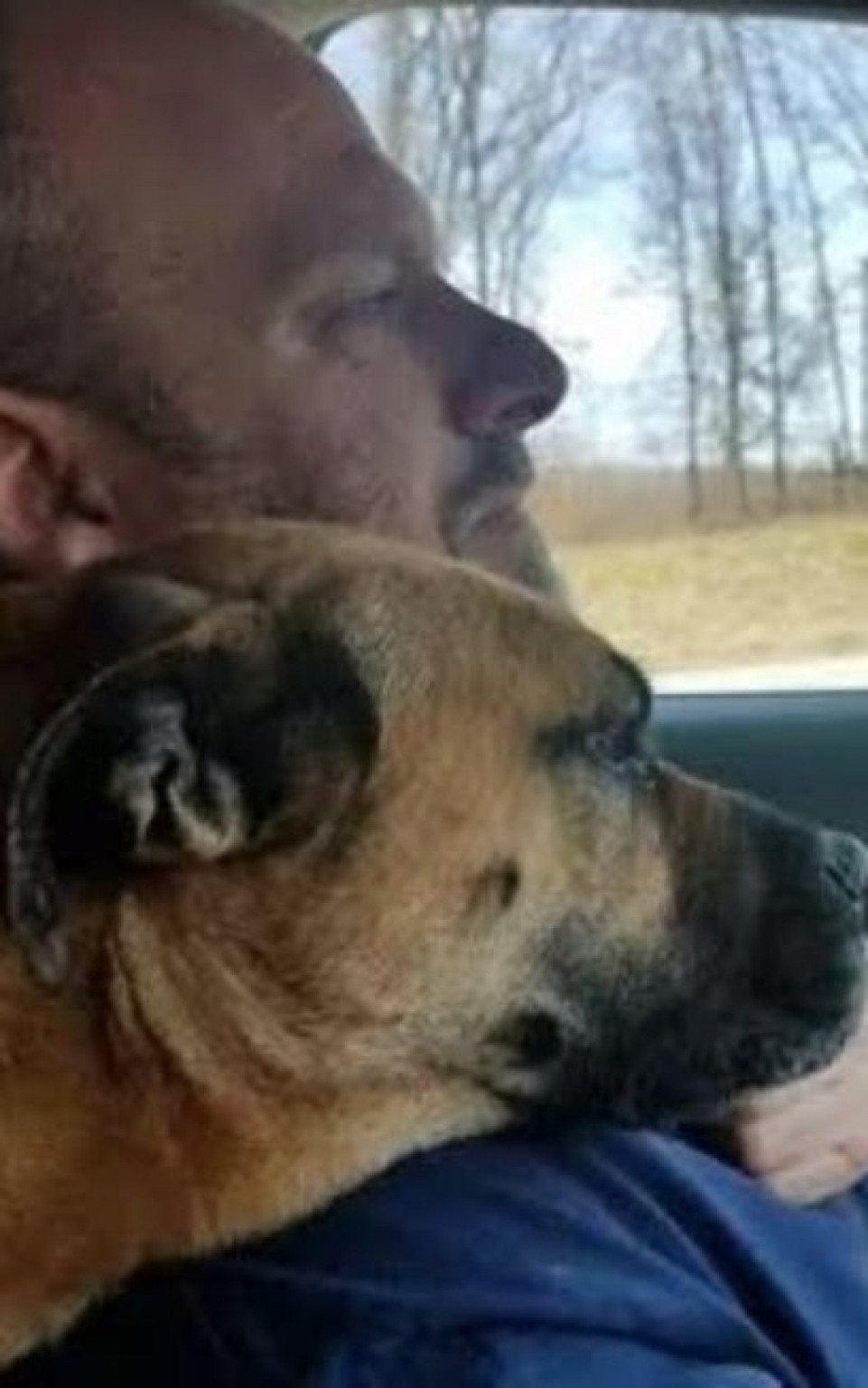 Em lindo gesto, homem adota cão de rua que invadiu seu carro Em lindo gesto, homem adota cão de rua que invadiu seu carro