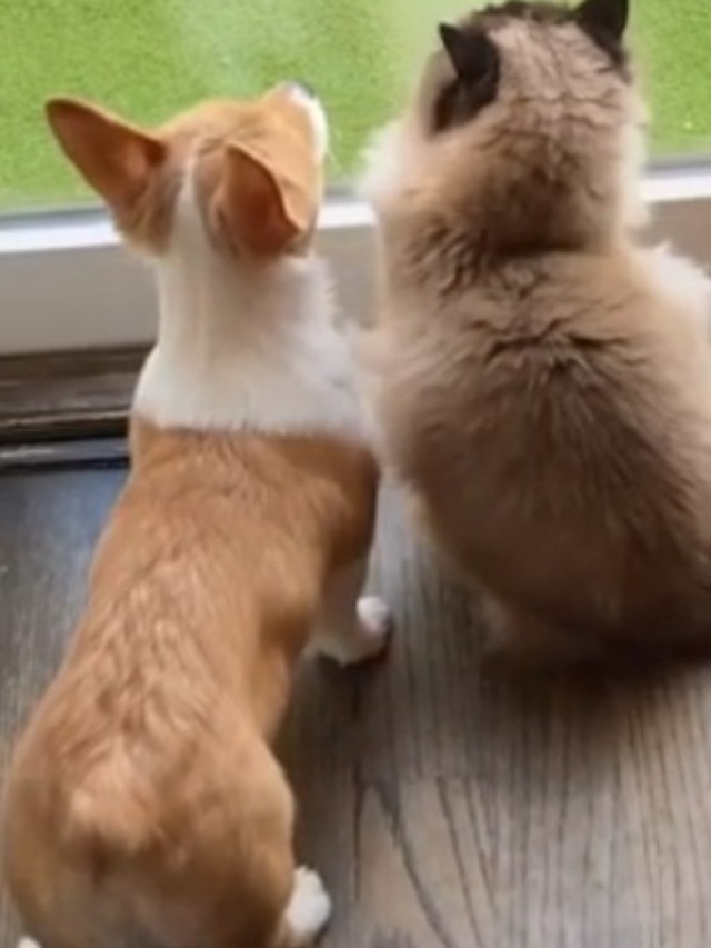 Cão e gato viram melhores amigos durante isolamento