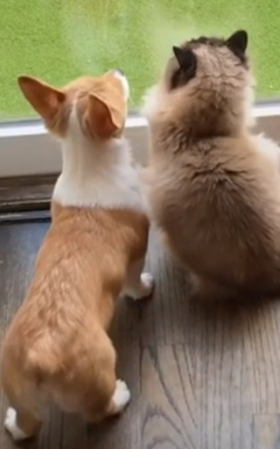 Cão e gato viram melhores amigos durante isolamento Cão e gato viram melhores amigos durante isolamento