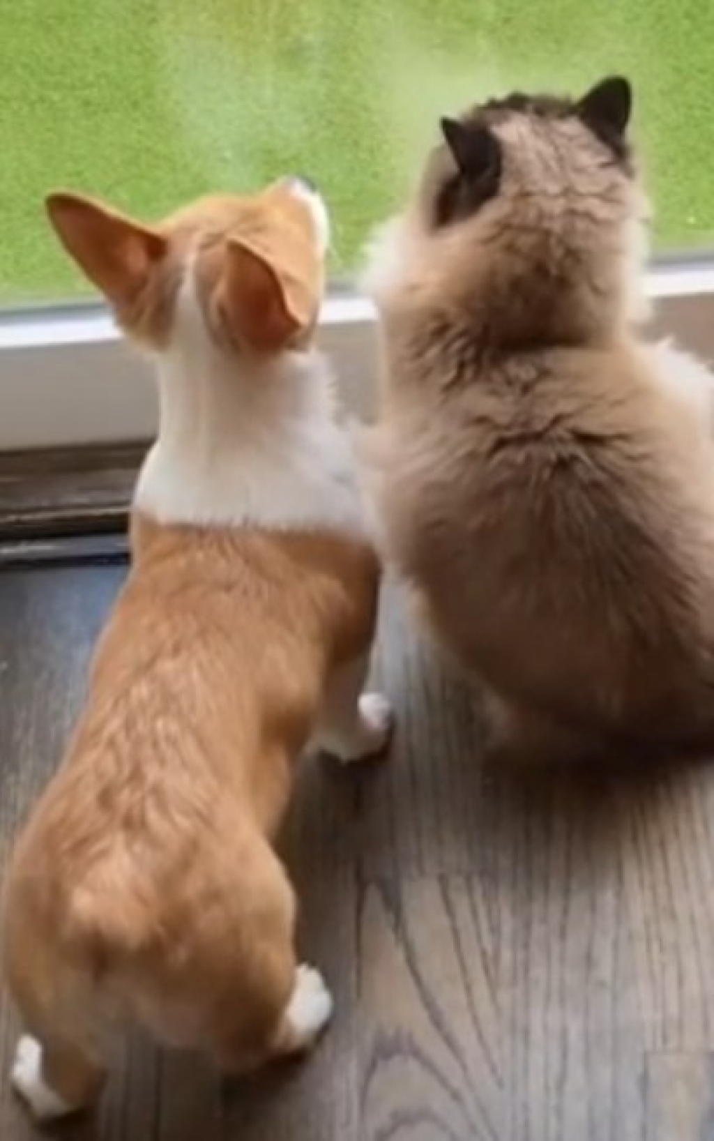 Cão e gato viram melhores amigos durante isolamento