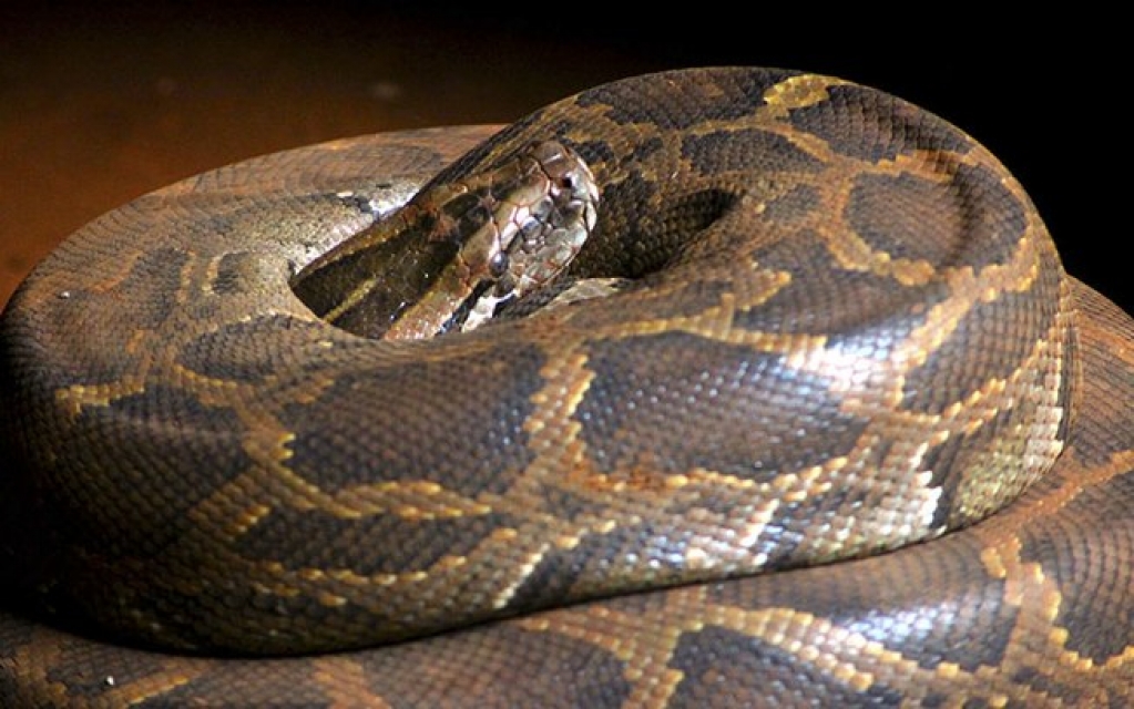 Cobra de três metros bloqueia estrada no Paraná; assista