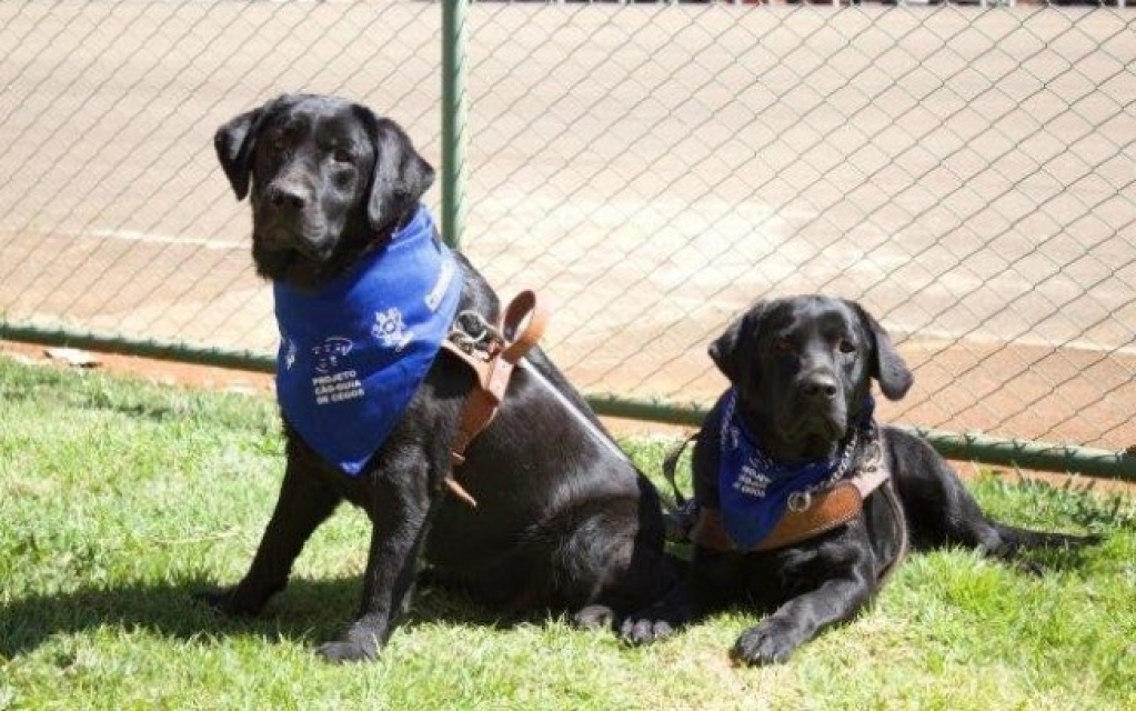 Dia Internacional do Cão-Guia: "Minha vida mudou completamente com o Zircon"