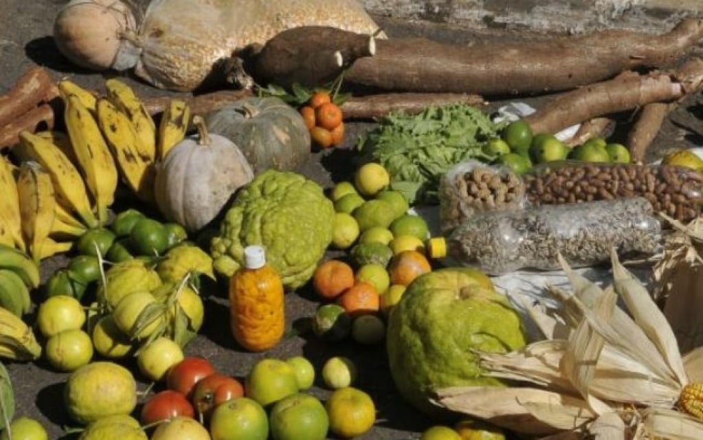 Cartilha orienta proteção dos agricultores contra a Covid-19