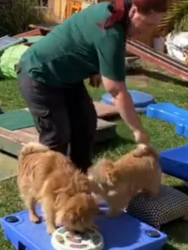 Mulher cria obstáculos para suas galinhas e cães em isolamento