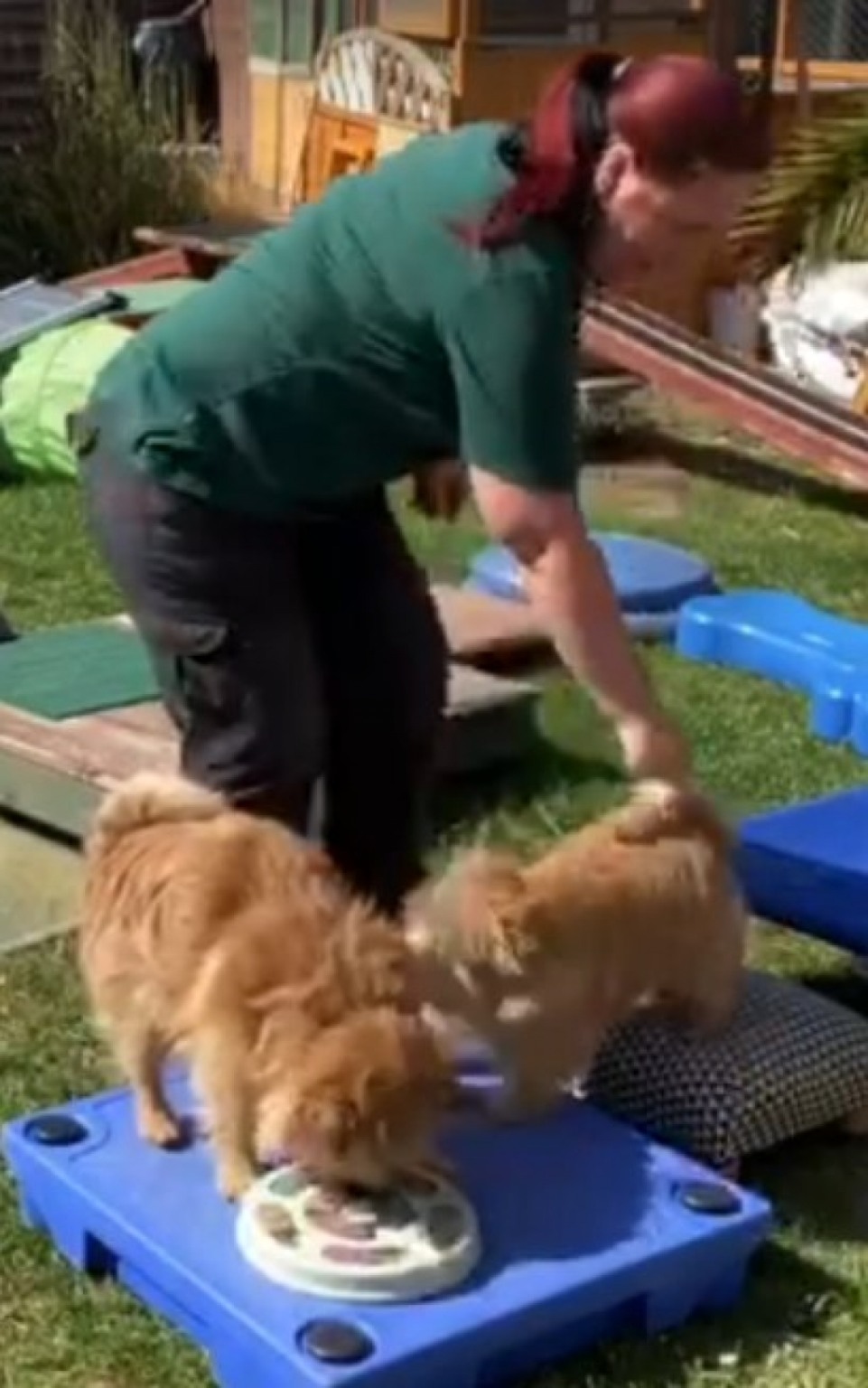 Mulher cria obstáculos para suas galinhas e cães em isolamento Mulher cria obstáculos para suas galinhas e cães em isolamento