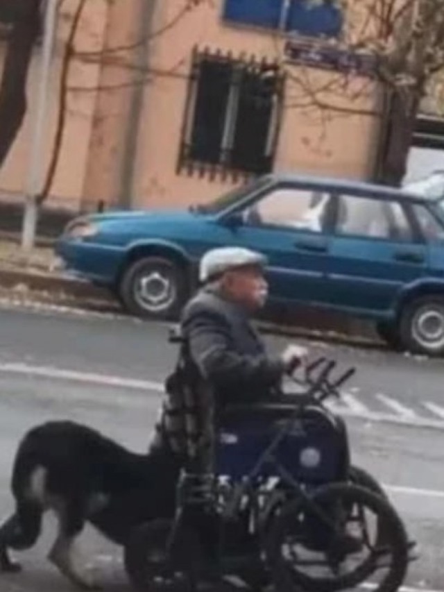 Cachorro é flagrado empurrando cadeira de rodas de dono em situação de rua