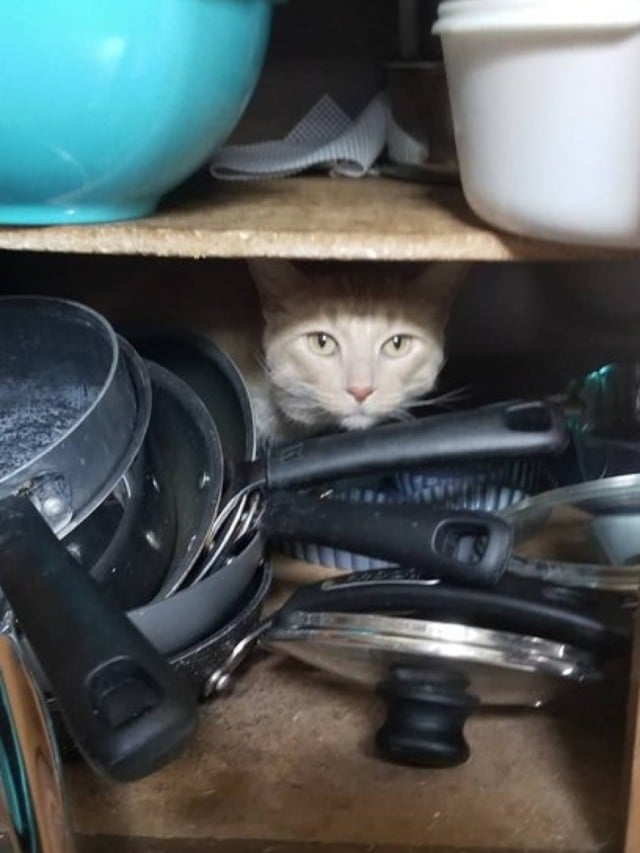 Tutora publica fotos hilárias de gato em lugares inadequados da casa