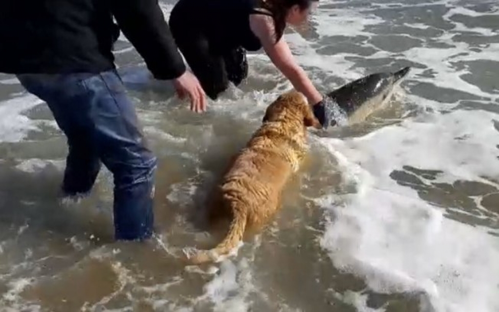 Emocionante! Cão ajuda a salvar golfinho encalhado na praia; veja vídeo