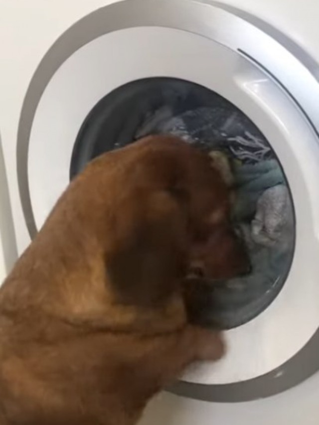 Cão chora ao ver seu brinquedo dentro da máquina de lavar; veja vídeo