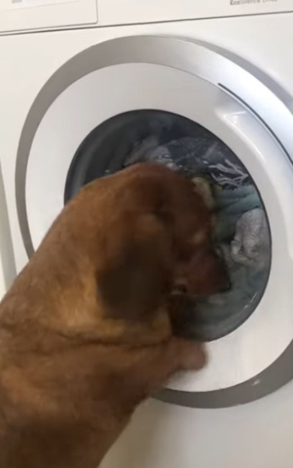 Cão chora ao ver seu brinquedo dentro da máquina de lavar; veja vídeo