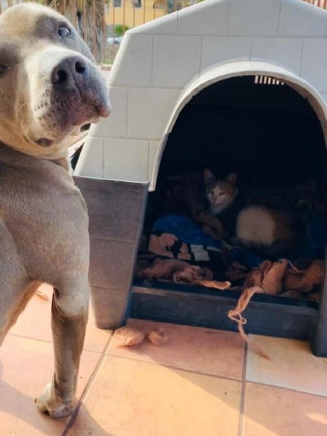 Pitbull deixa que gata de rua grávida dê à luz em sua casinha; veja fotos