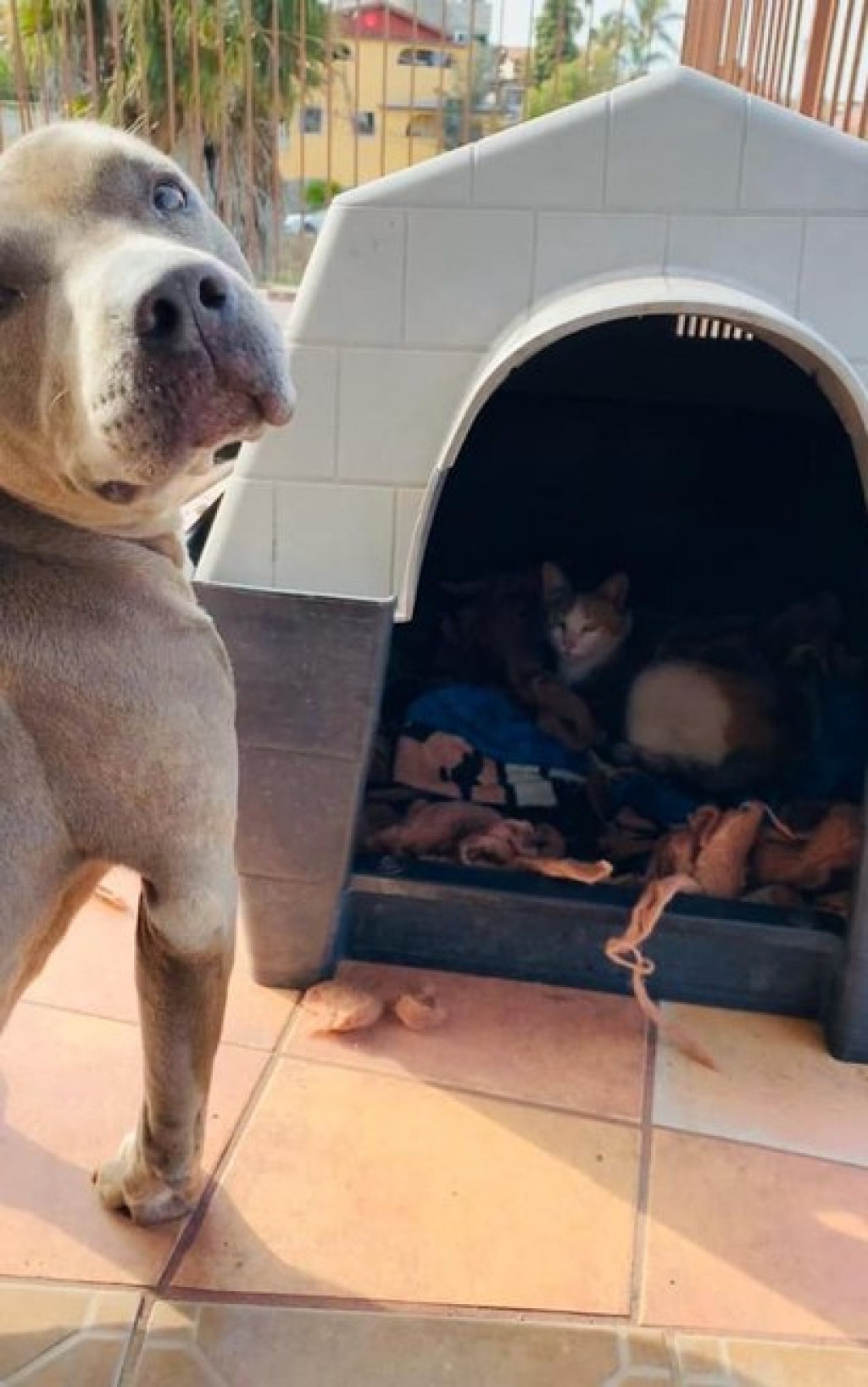 Pitbull deixa que gata de rua grávida dê à luz em sua casinha; veja fotos