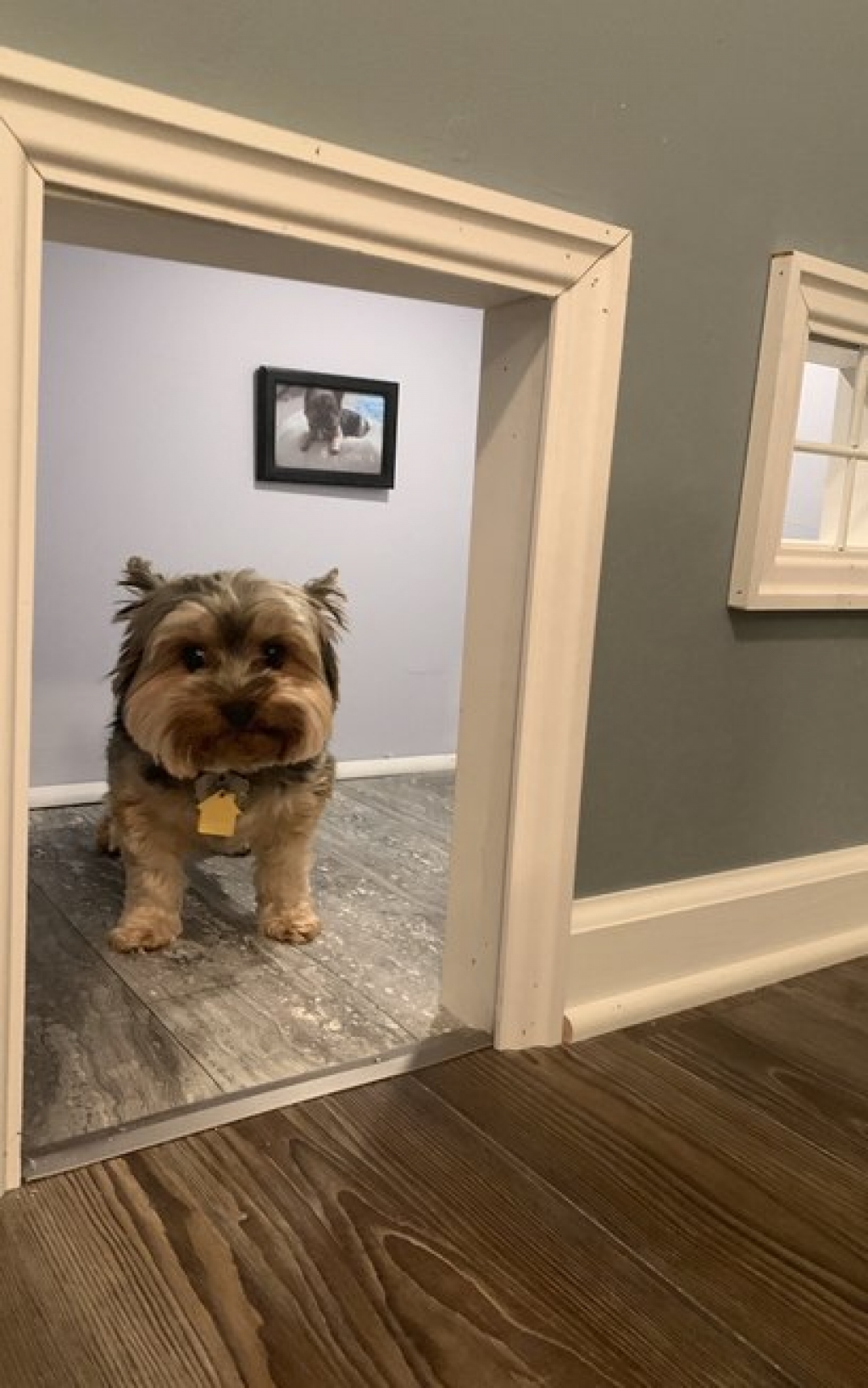 Mulher transforma quarto de hóspedes em linda casa para cães durante isolamento