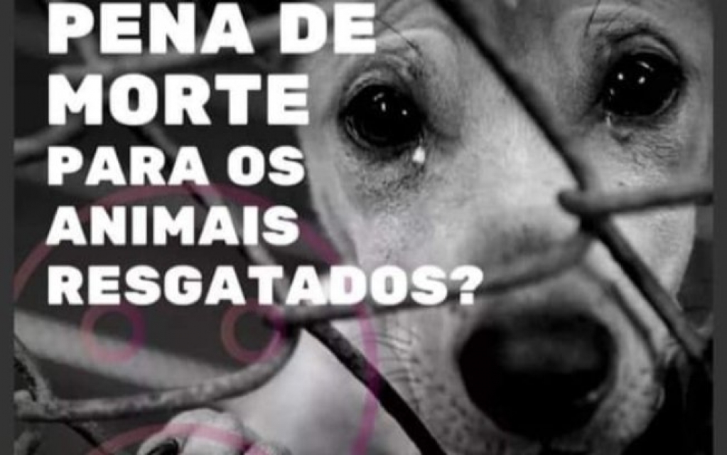 Protetora cria petição contra abate de animais resgatados durante pandemia