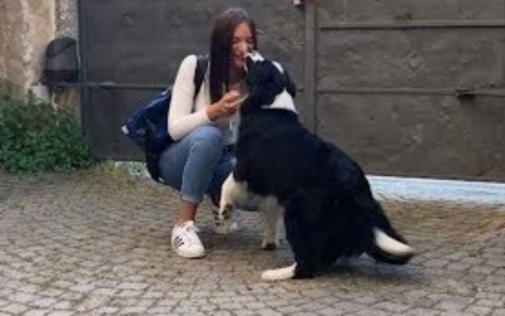 Emocionante! Vídeo mostra encontro de cão e dona após lockdown na Itália