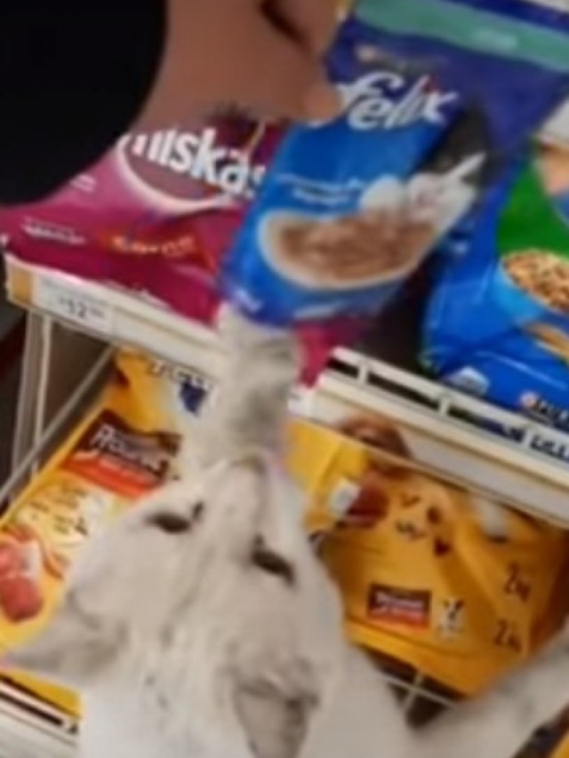 Gato fica em frente a supermercado pedindo petiscos aos clientes; veja vídeo