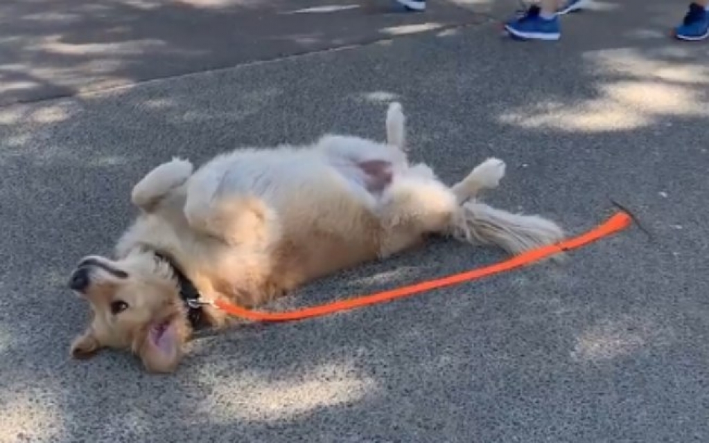 Cão se finge de morto para não precisar ir embora de parque; momento é hilário