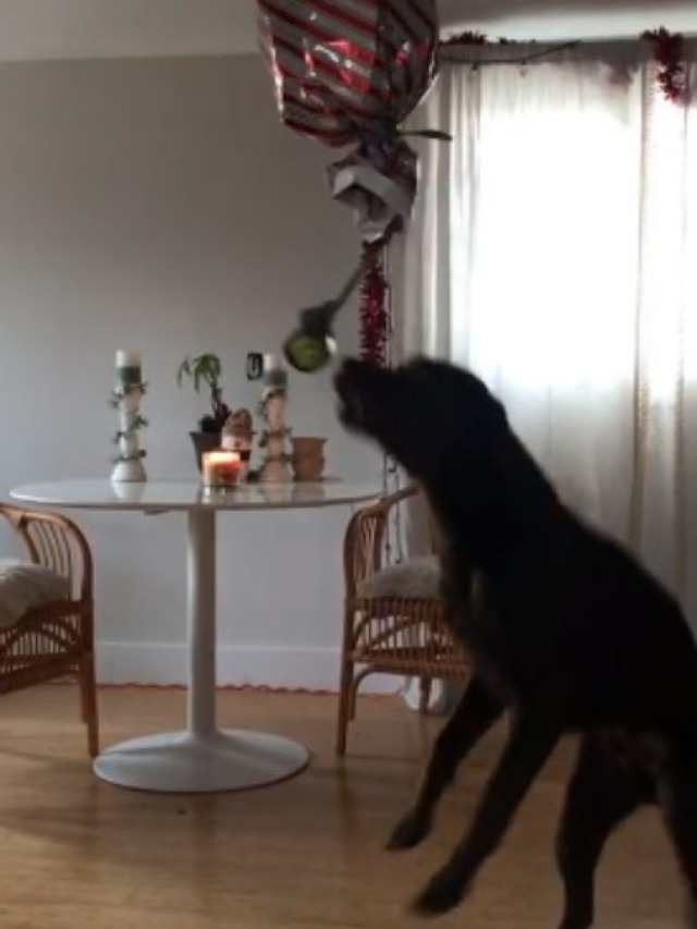 Cão ganha pinhata cheia com seu brinquedo favorito; veja reação