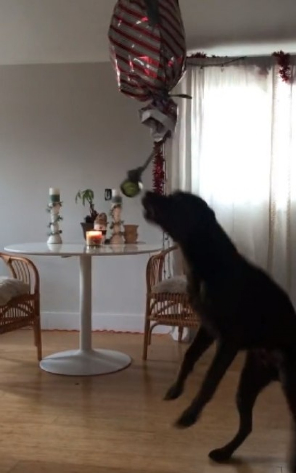 Cão ganha pinhata cheia com seu brinquedo favorito; veja reação Cão ganha pinhata cheia com seu brinquedo favorito; veja reação