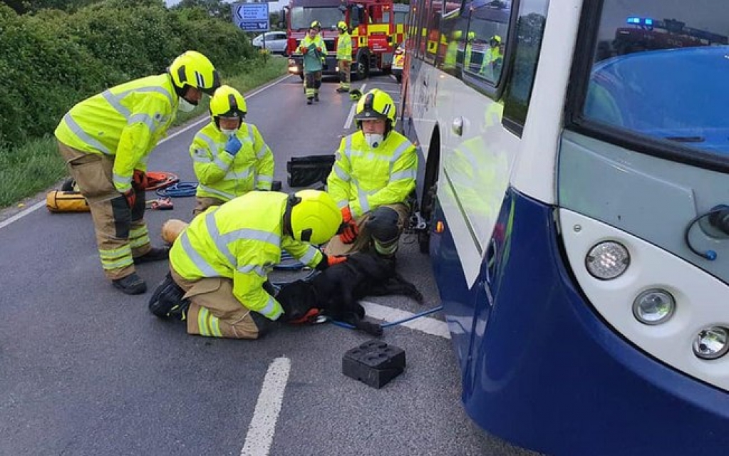 Cadela é resgatada após ficar presa embaixo de ônibus