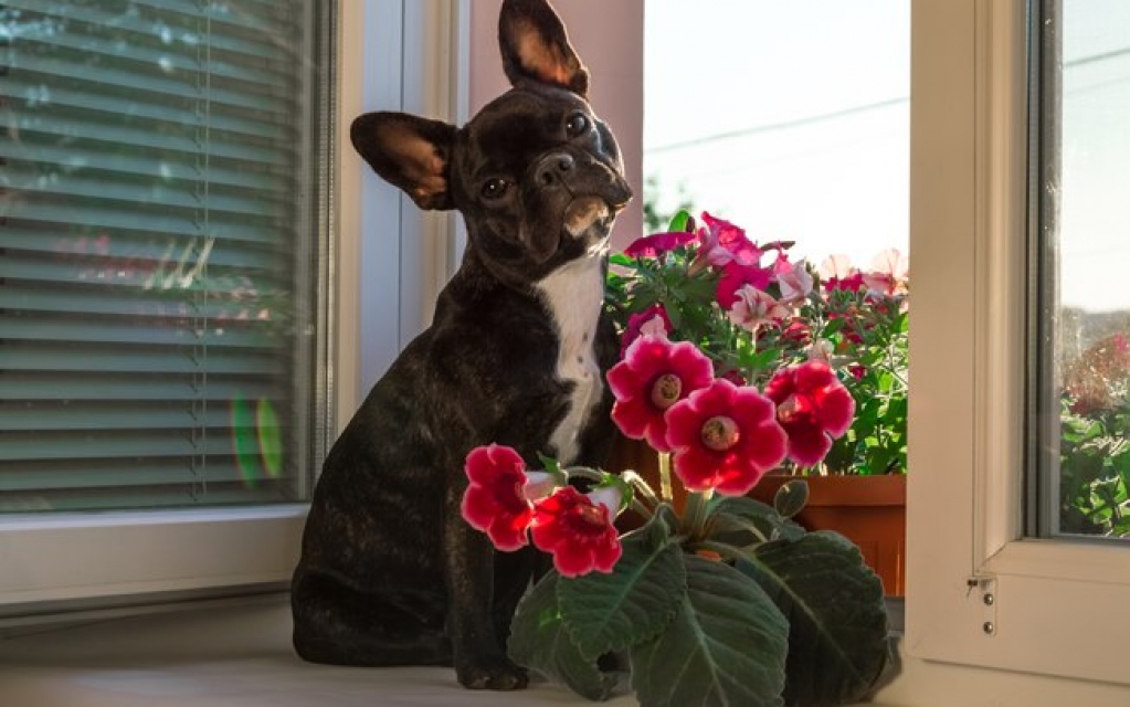 Como saber se a planta que decora a casa é venenosa para animais?