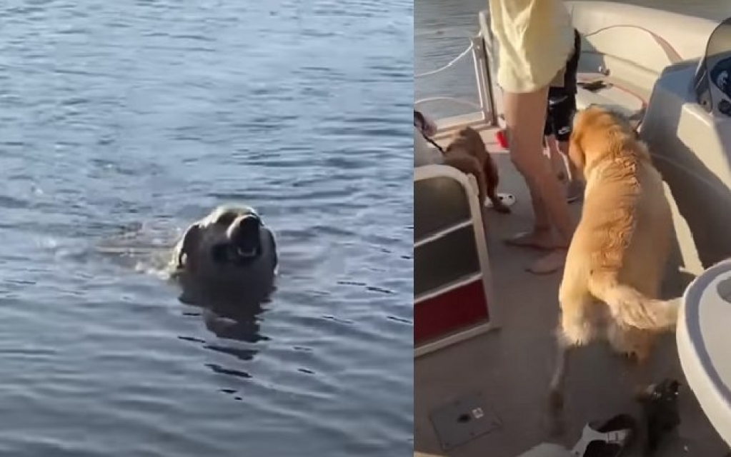 Cão que não consegue ficar longe dos donos os persegue até barco