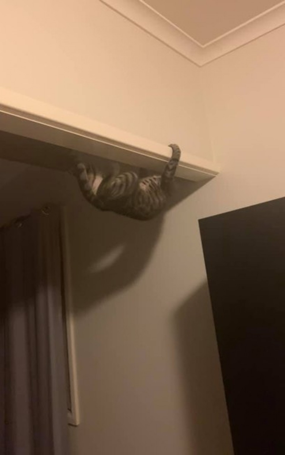 Gata deixa dona chocada com suas habilidades de escalar a parede Gata deixa dona chocada com suas habilidades de escalar a parede
