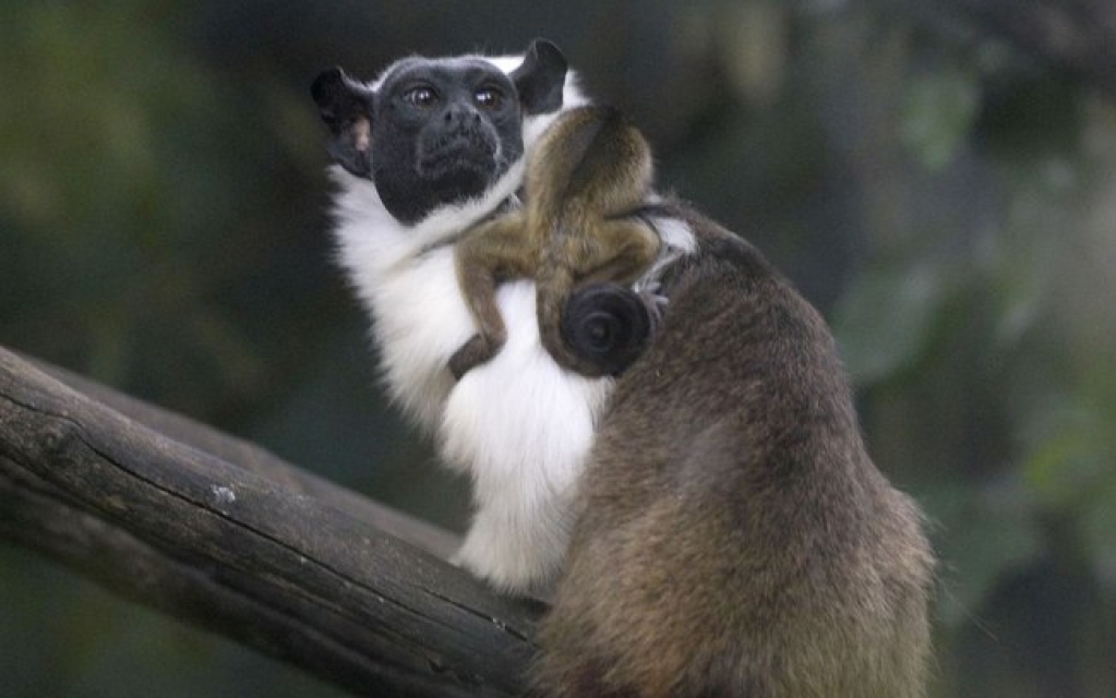 Primata ameaçado de extinção nasce no Zoológico de Brasília