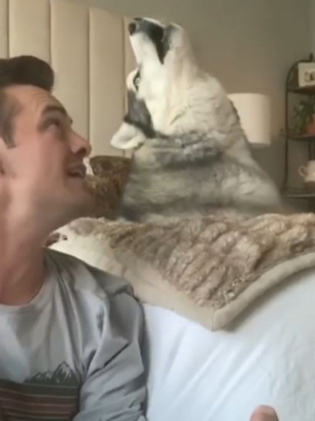 Cão viraliza ao cantar música de esperança no período de pandemia