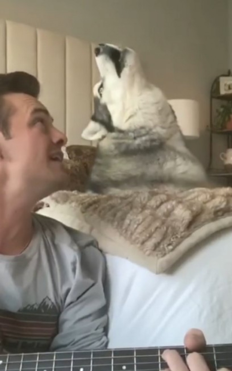 Cão viraliza ao cantar música de esperança no período de pandemia Cão viraliza ao cantar música de esperança no período de pandemia